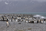 King Penguins and Fur Seals co-exist on the beach