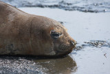 Southern Elephant Seal, female