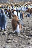 Fledging chick King Penguin, about 50 weeks