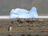 Reindeer - introduced by whalers in 1911