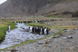 King Penguins by the creek