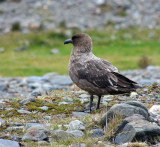 Subantarctic Skua (Catharacta antarctica Ionnbergi)