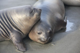 Southern Elephant Seals, young females?