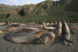 Elephant Seals, male juveniles