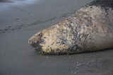 Moulting Elephant Seal