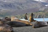 Elephant Seals, young males