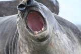 Young male Elephant Seal