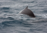 Humback Whale, diving