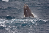 At Sea