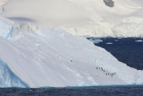 Gentoos on a toppled tabular berg