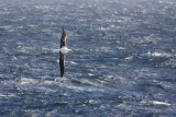 Southern Royal Albatross