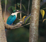 Collared Kingfisher