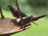 Brown Cuckoo-doves