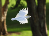 Sulphur-crested Cockatoo