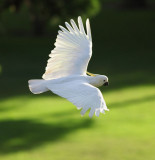 Sulphur-crested Cockatoo