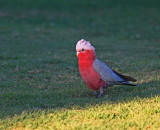 Galah