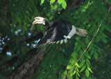 Approaching nest, fig in beak