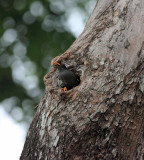 Javan Myna