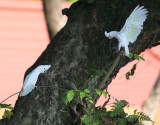 Tanimbar Corella