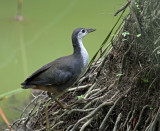 White-breasted Waterhen, juvenile