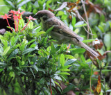 Asian Tree Sparrow