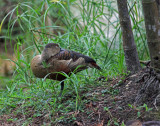 Little Whistling Duck
