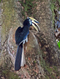 Regurgitation of second newly hatched bird