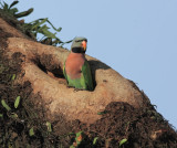 Red-breasted Parakeet, Male