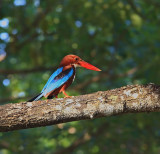 White-throated Kingfisher