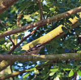 Sunda Pygmy Woodpecker