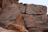 Giraffe and human petroglyphs