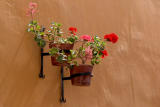 Geraniums