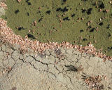 Lichen and seed pods