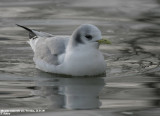 Mouette tridactyle, Rissa tridactyla