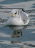 Mouette tridactyle, Rissa tridactyla