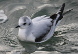 Mouette pygmée, Hydrocoloeus minutus