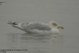 Goland argent, Larus argentatus