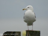 Goland pontique, Larus cachinnans