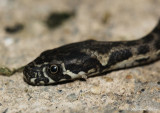 Couleuvre viprine, Natrix maura