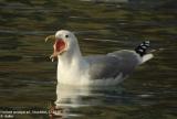 Goland pontique, Larus cachinnans