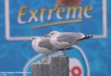 Goland argent, Larus argentatus