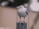 Goland argent, Larus argentatus