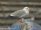 Goland argent, Larus argentatus
