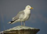 Goland argent, Larus argentatus