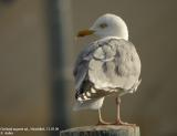 Goland argent, Larus argentatus