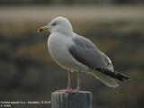 Goland argent, Larus argentatus