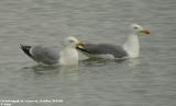 Goland argent, Larus argentatus