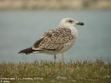 Goland marin, Larus marinus