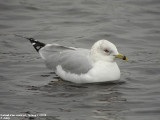 Goéland à bec cerclé, Larus delawarensis