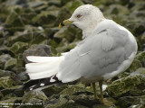 Goland  bec cercl, Larus delawarensis